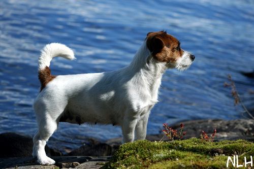 100719 inka.jpg - By the lake